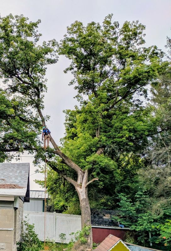 Tree Trimming & Removal