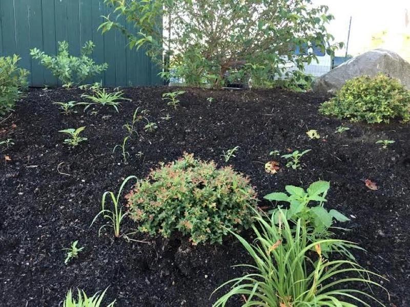 Landscape Maintenance