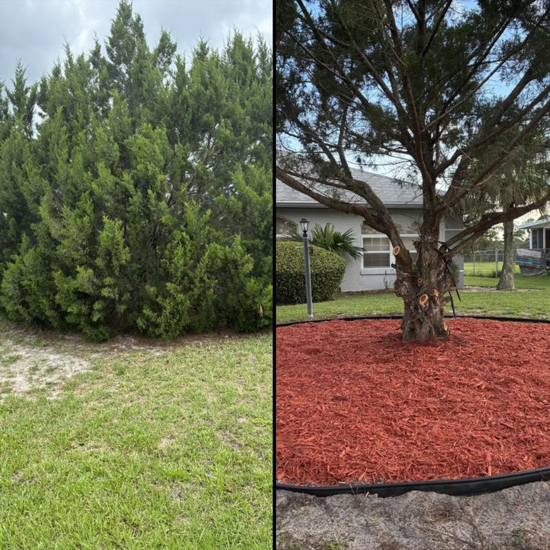 Tree and Hedge Care