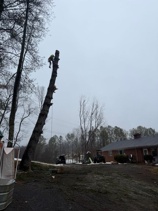 Tree Removal gallery