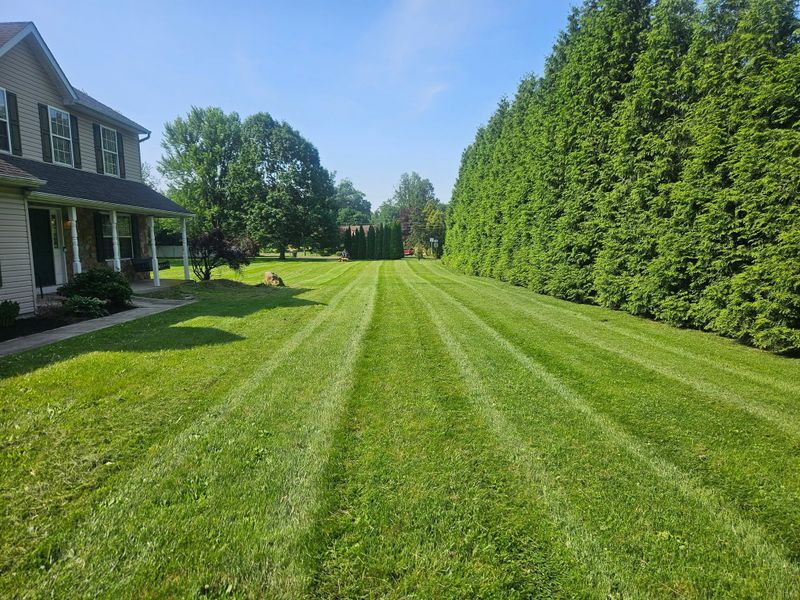 Lawn Maintenance