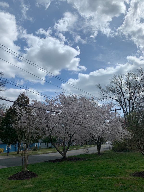 Tree Work & Arborist Services