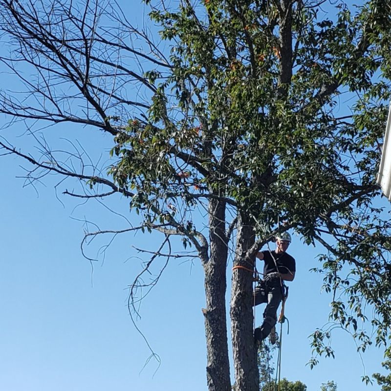 Tree Pruning