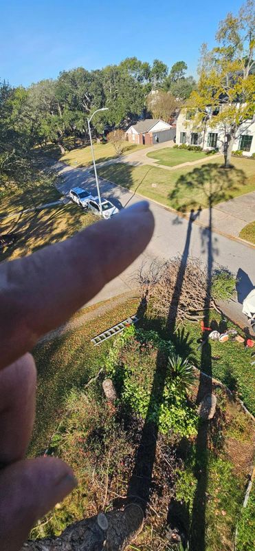 Tree Trimming