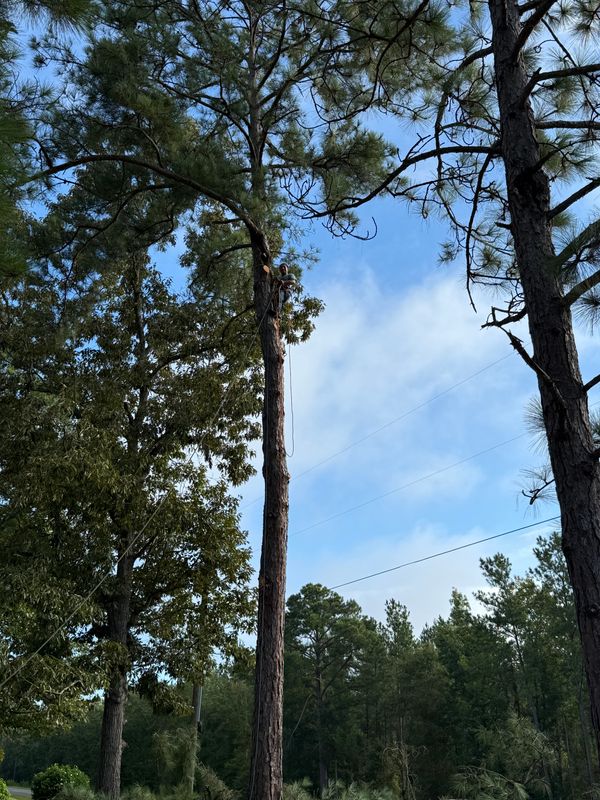 Tree Trimming