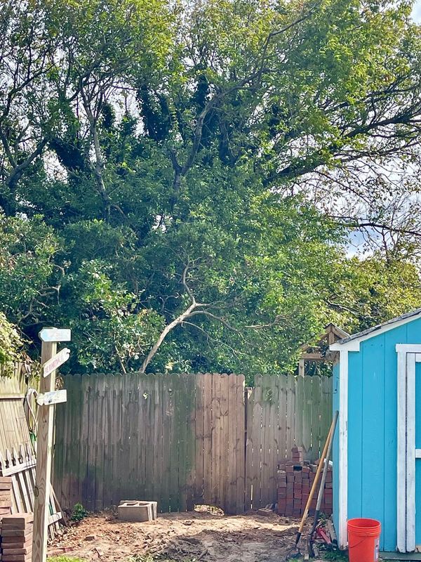 Tree Removal