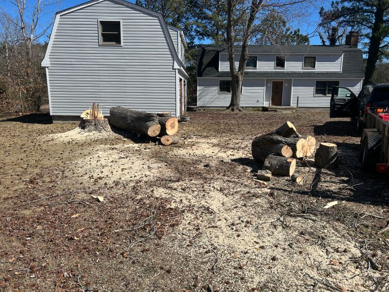 Tree Removal & Limbing 