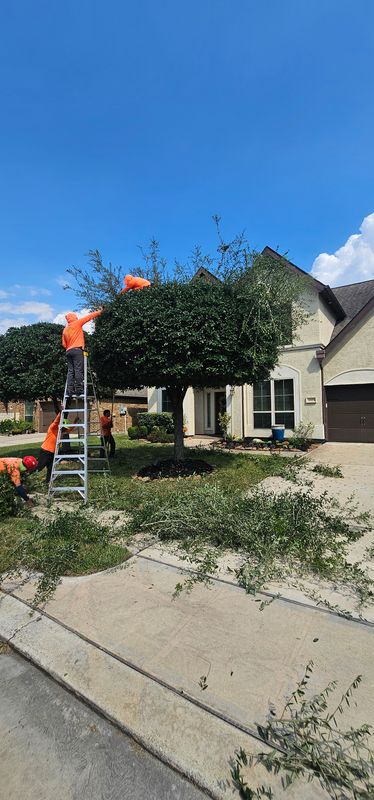 Tree Trimming
