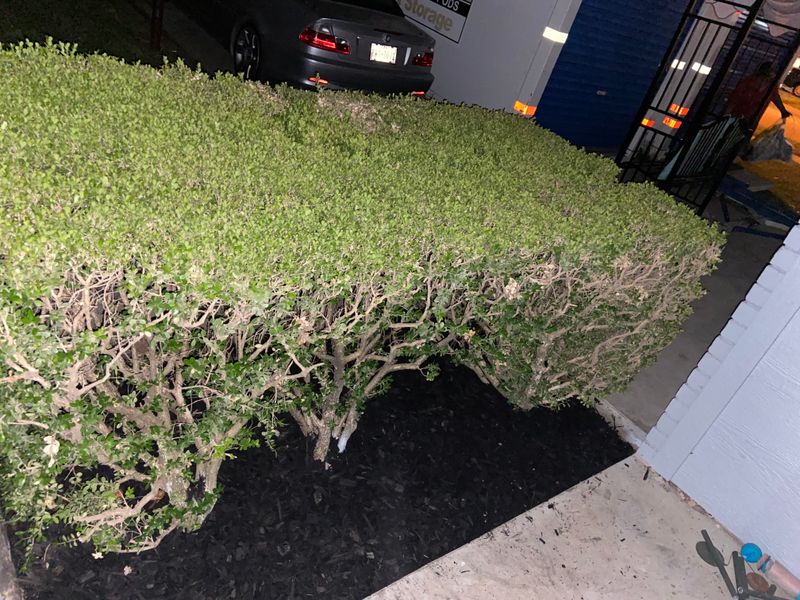 Mulch beds