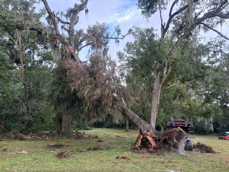Tree Trimming and Removal