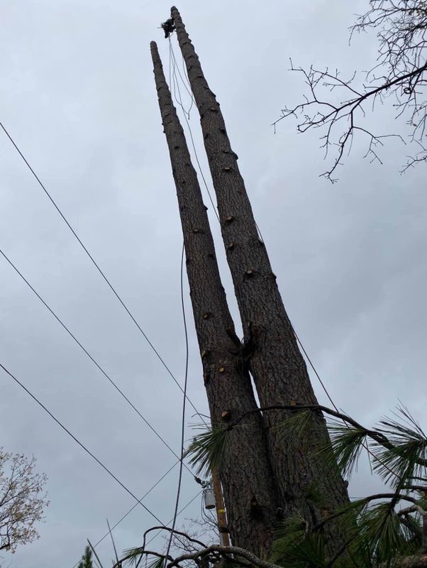 Tree Trimming