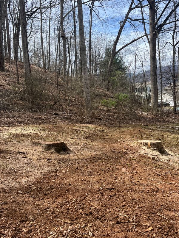 Stump Removal