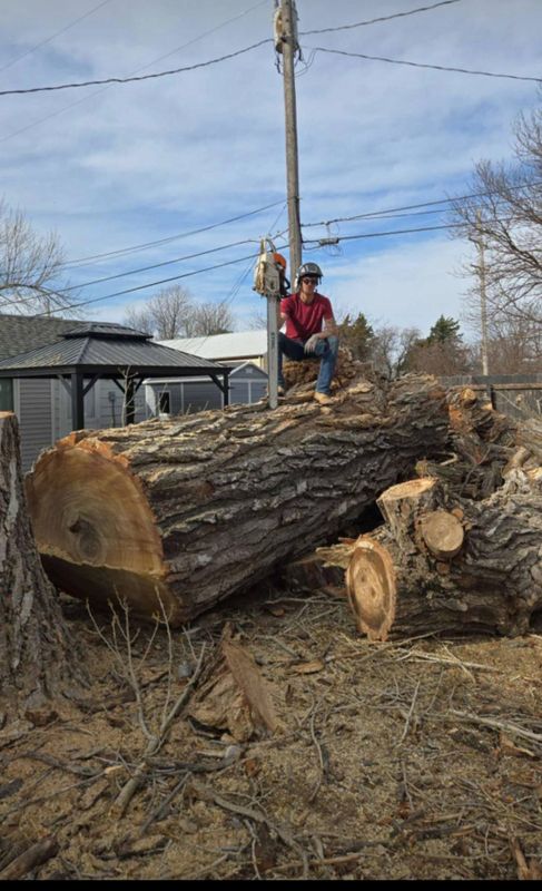 Tree Removal gallery