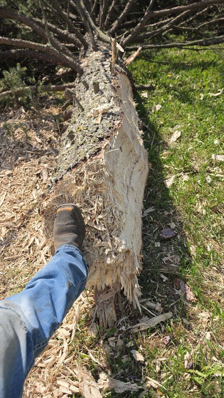 Tree Removal