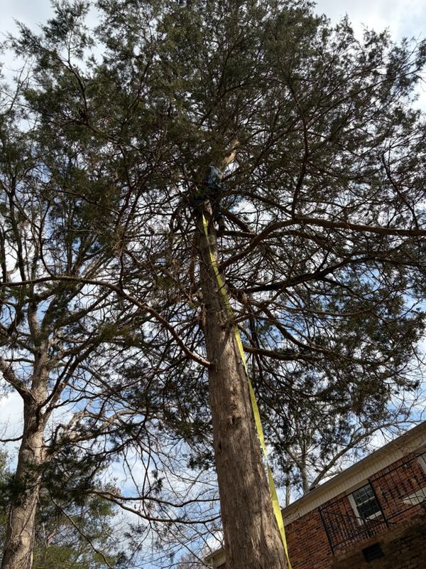 Tree Trimming