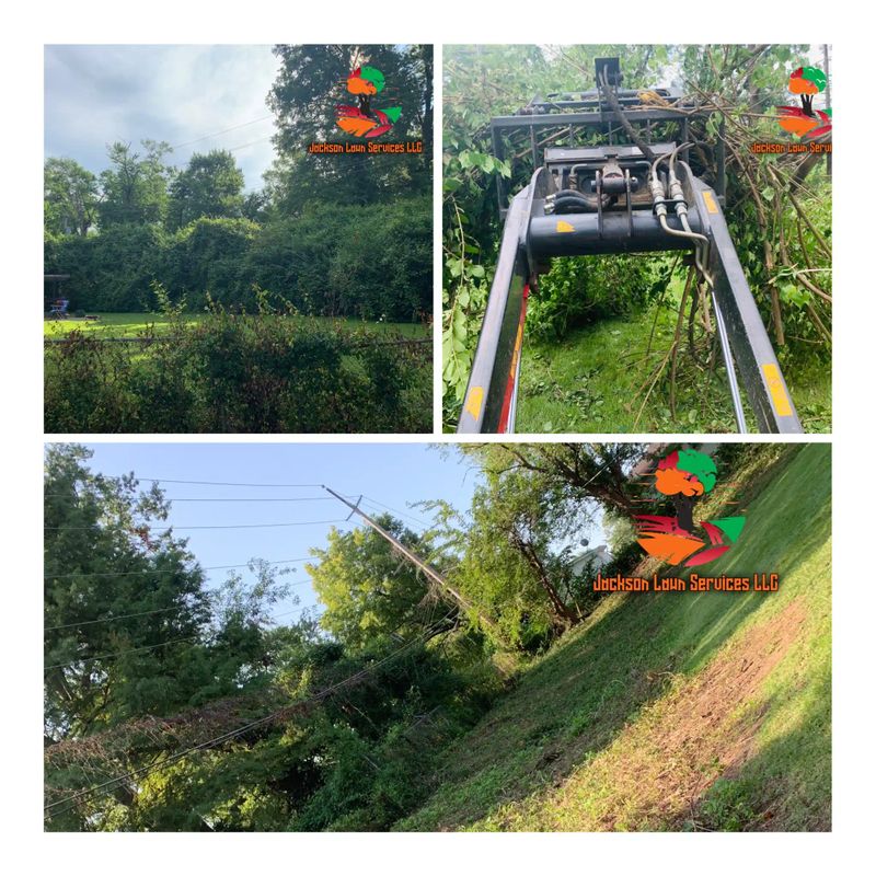  Brush and Shrub Removal 