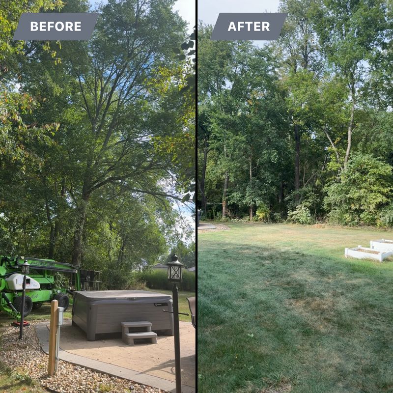 Tree Removal