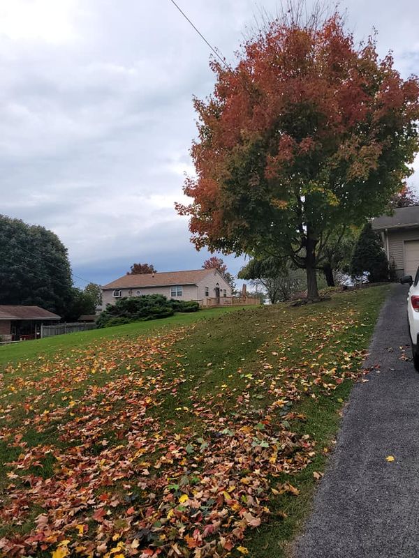 Fall Clean Up