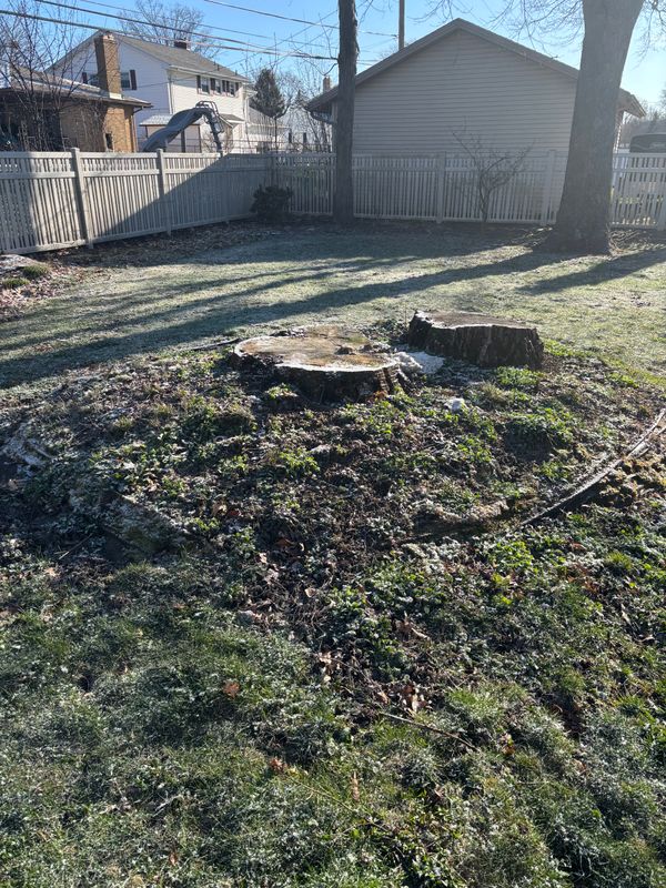 Stump Removal