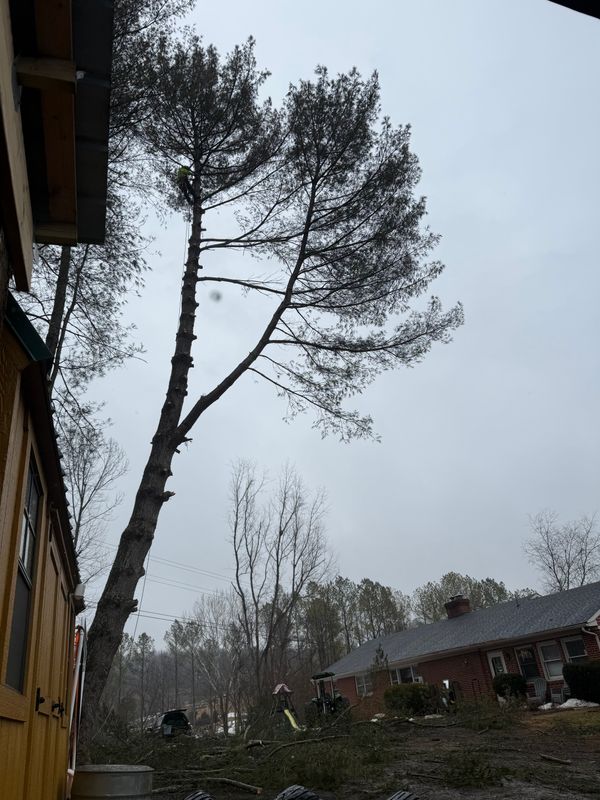 Tree Removal gallery