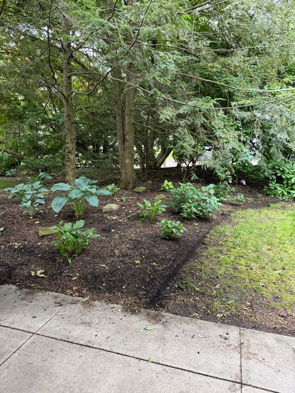 Tree & Shrub Care