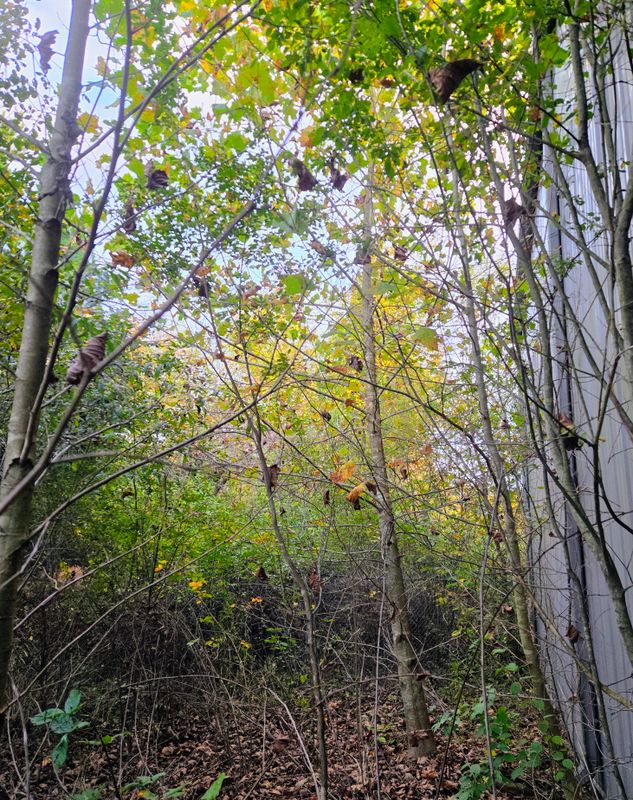 Clean ups and invasive plant management 
