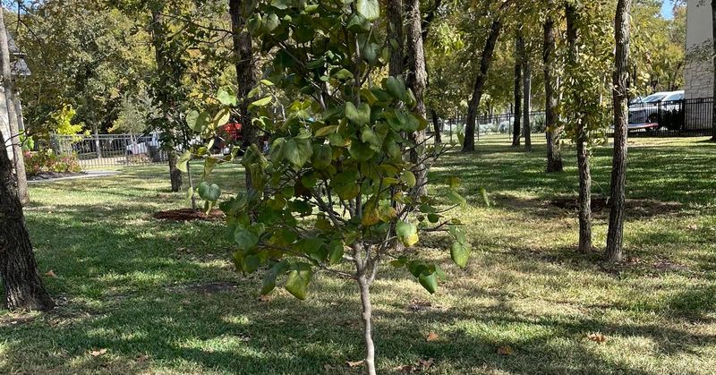 Pesticide Application