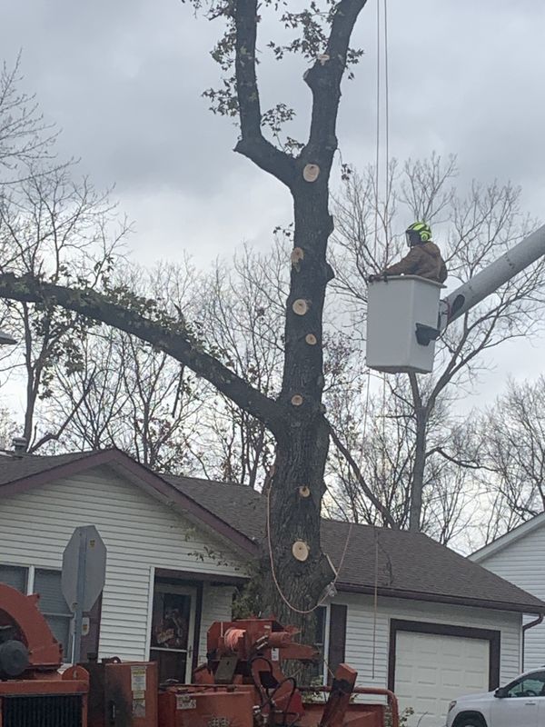 Tree Trimming and Pruning