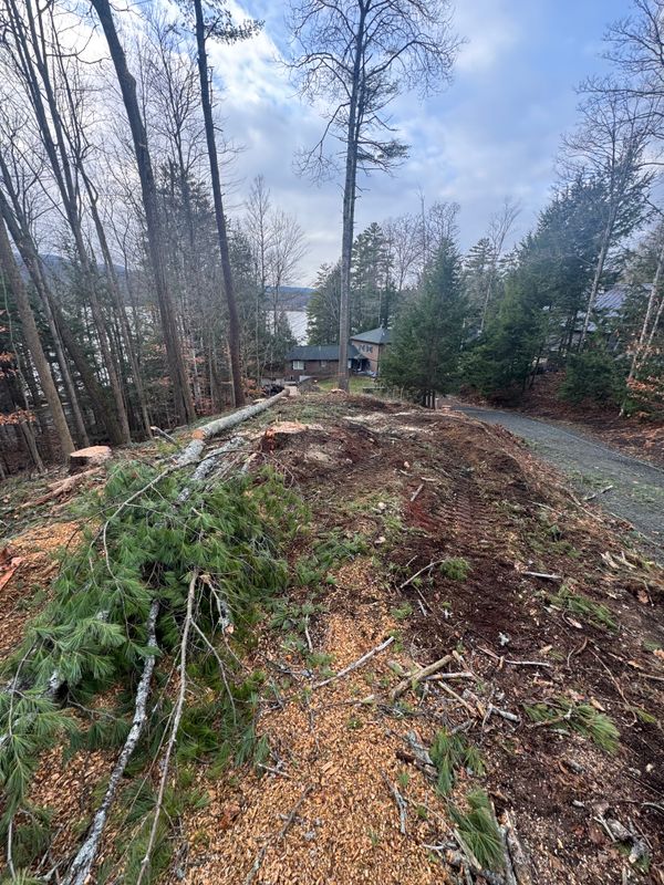 Stump Removal