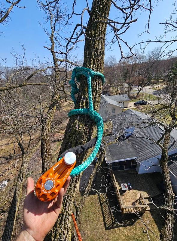 Tree Trimming