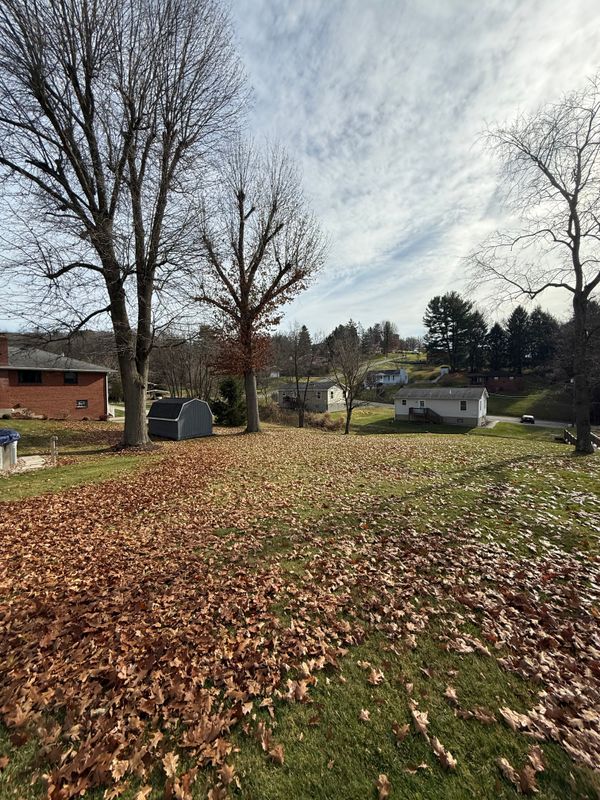 Leaf Removal