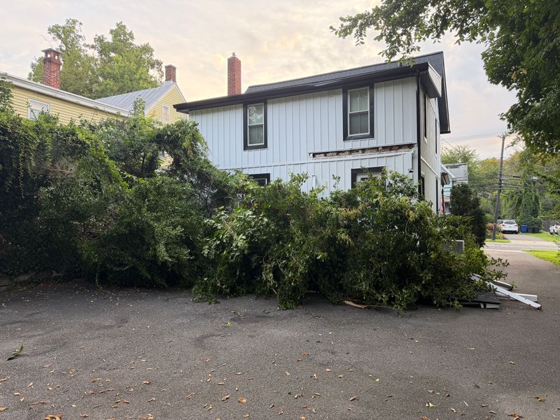 Tree Removal and Services