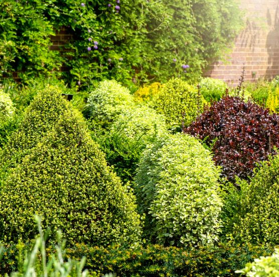 Shrub Trimming