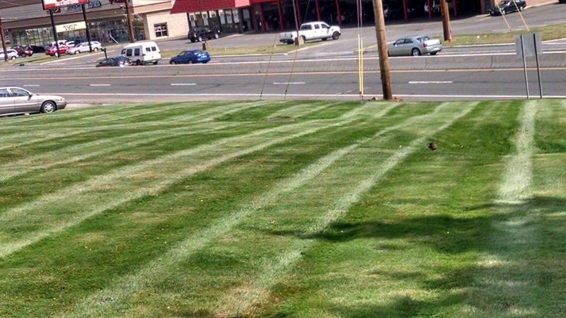 New landscapes. Plantings and mulch