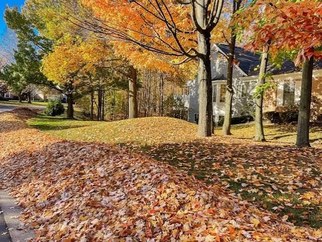 Fall Clean Up