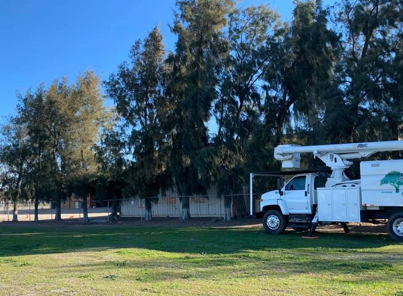 Tree Removal gallery