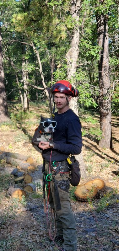 Tree Services