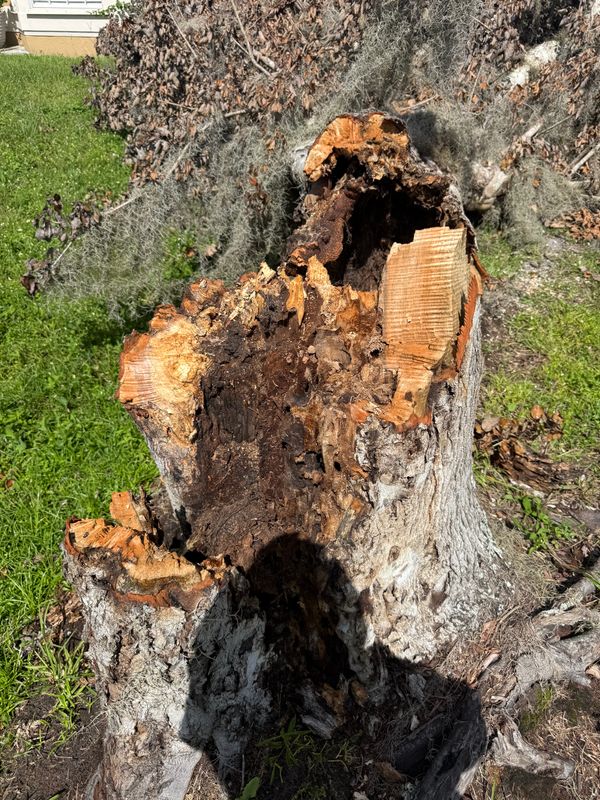 Tree Removal