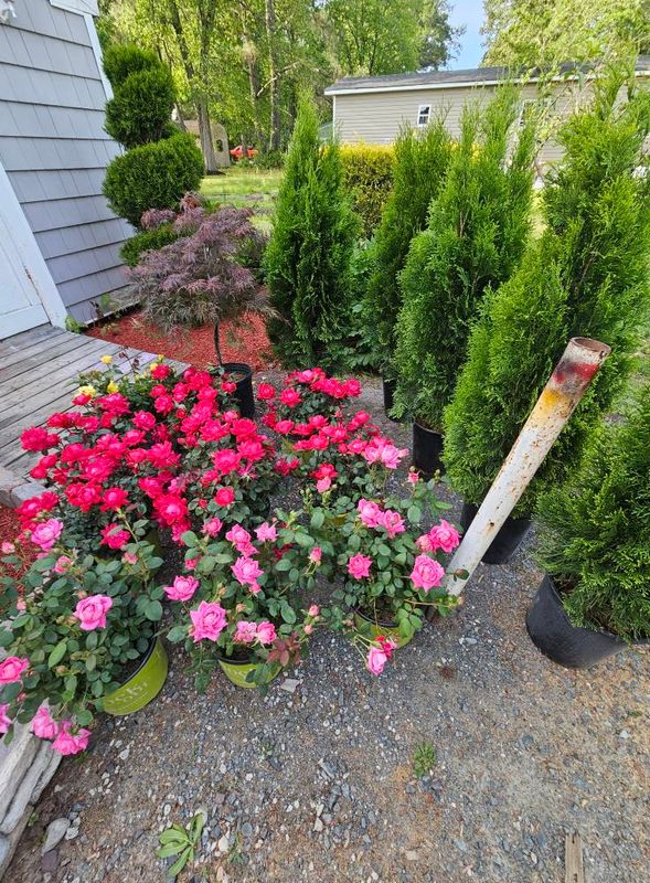 Landscape Design