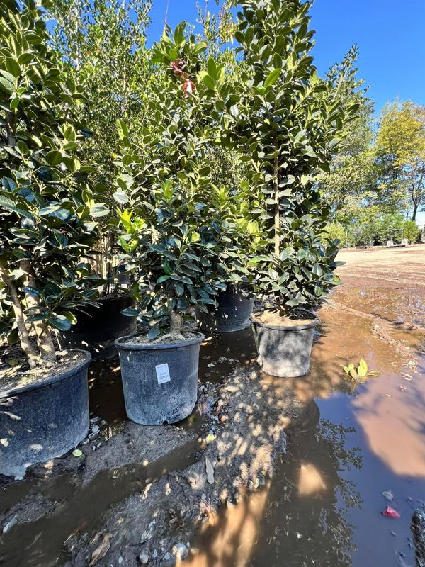 Mulch Installation