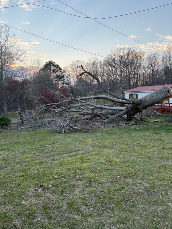 Tree Removal