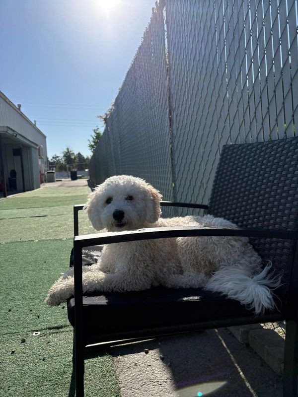 Open Play Daycare
