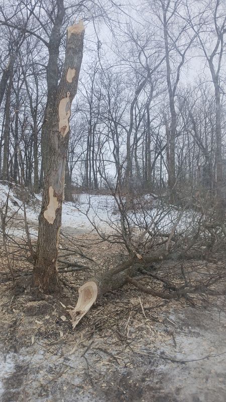 Forestry Mulching
