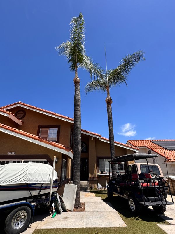Tree Trimming