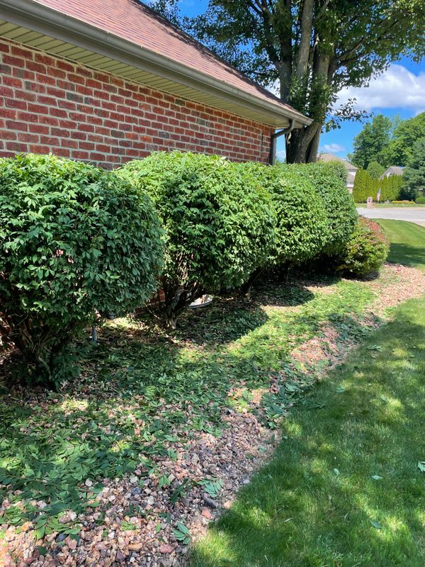 Shrub Trimming