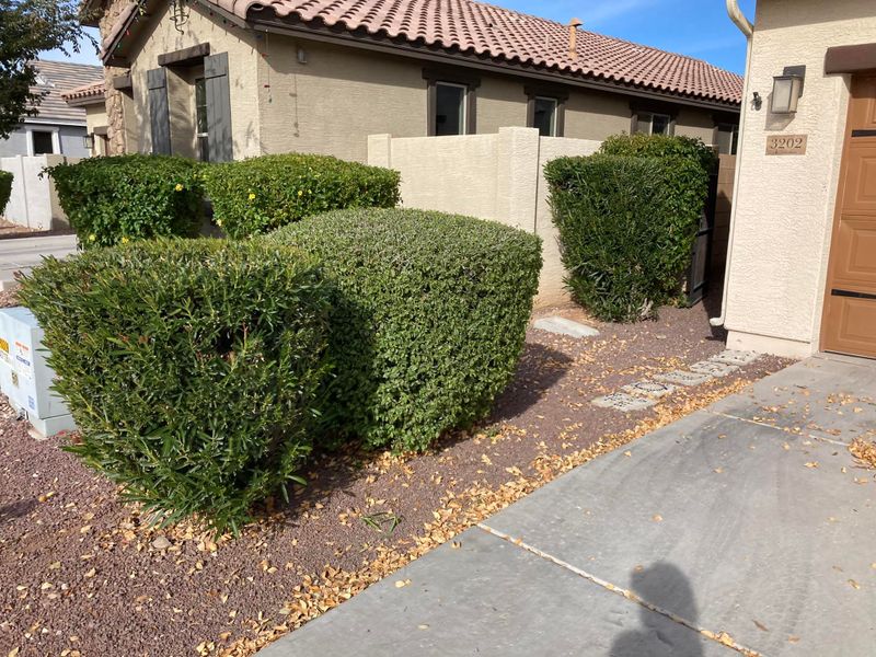 Shrub Trimming
