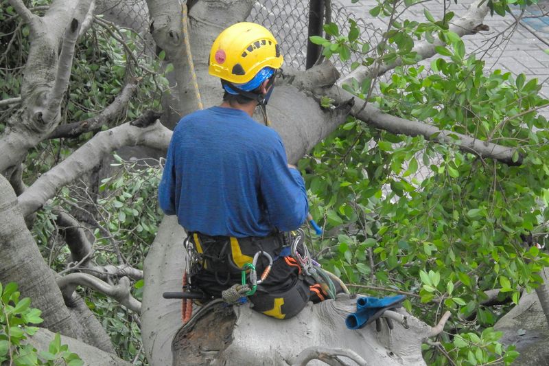 Tree Trimming & Removal