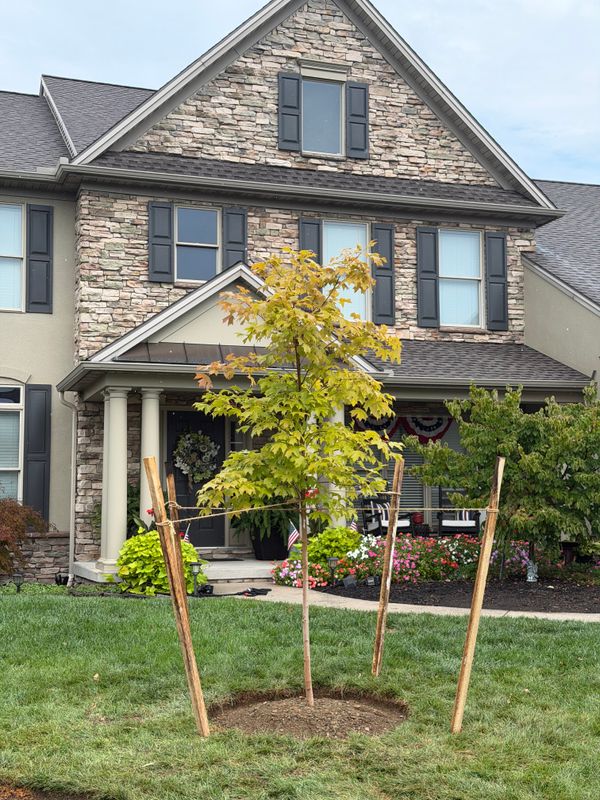 Tree & Shrub Care