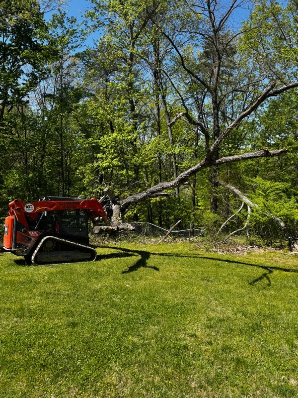 Tree Removal