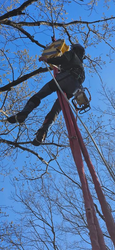 Tree Removal